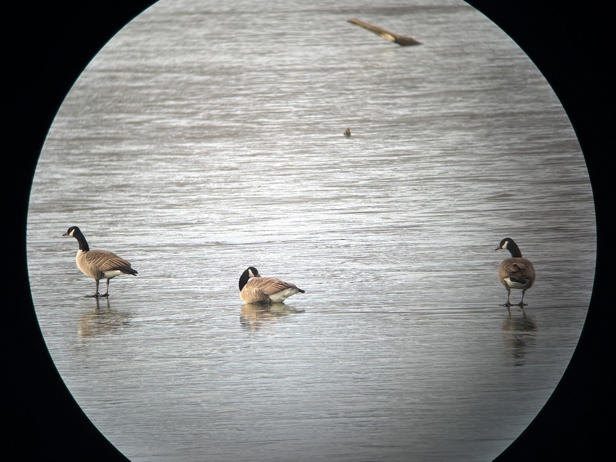 Oca canadese maggiore - ML645608620