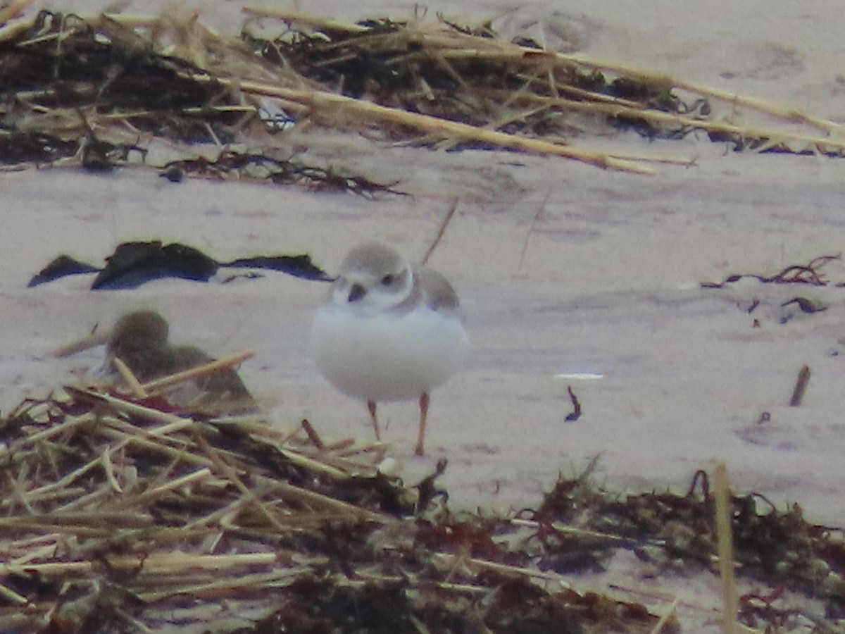 Piping Plover - ML645608624
