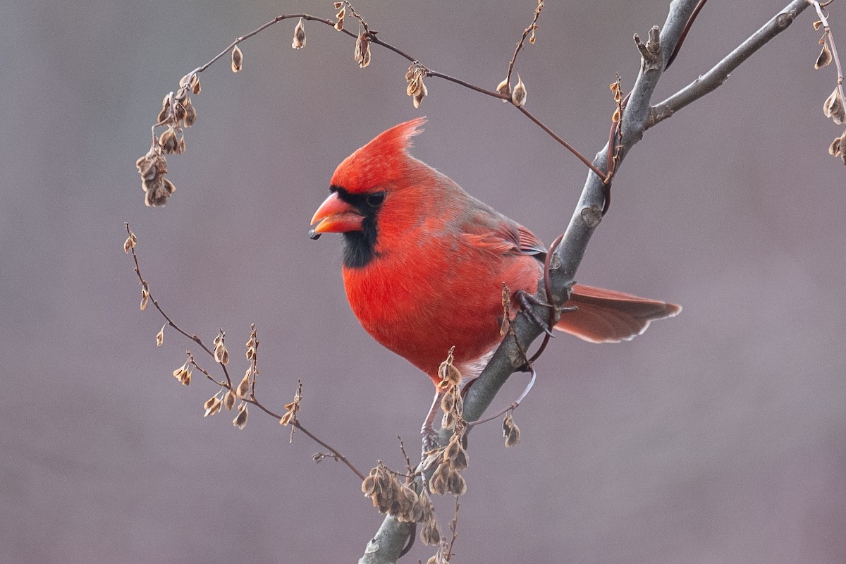 Northern Cardinal - ML645608627