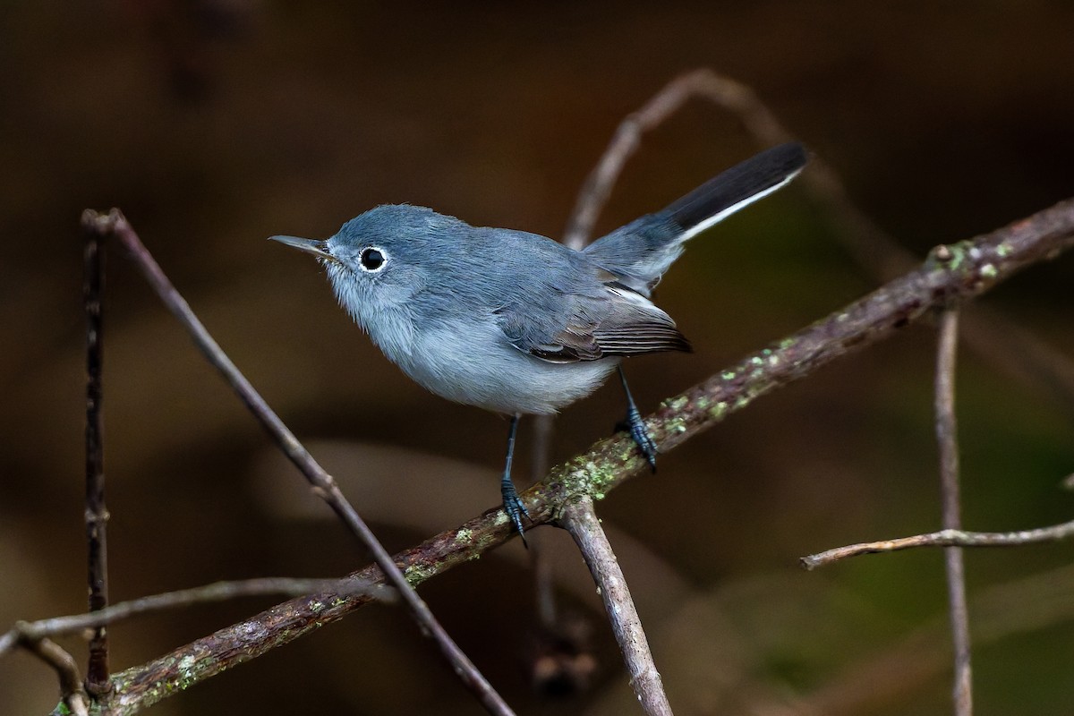 Комароловка сиза - ML645608638