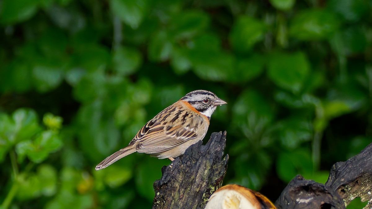 Rufous-collared Sparrow - ML645608649