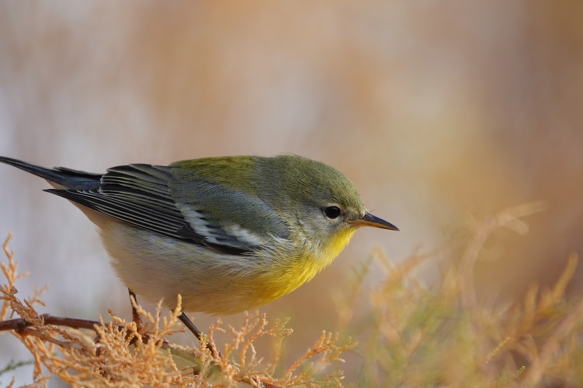 Northern Parula - ML645608653