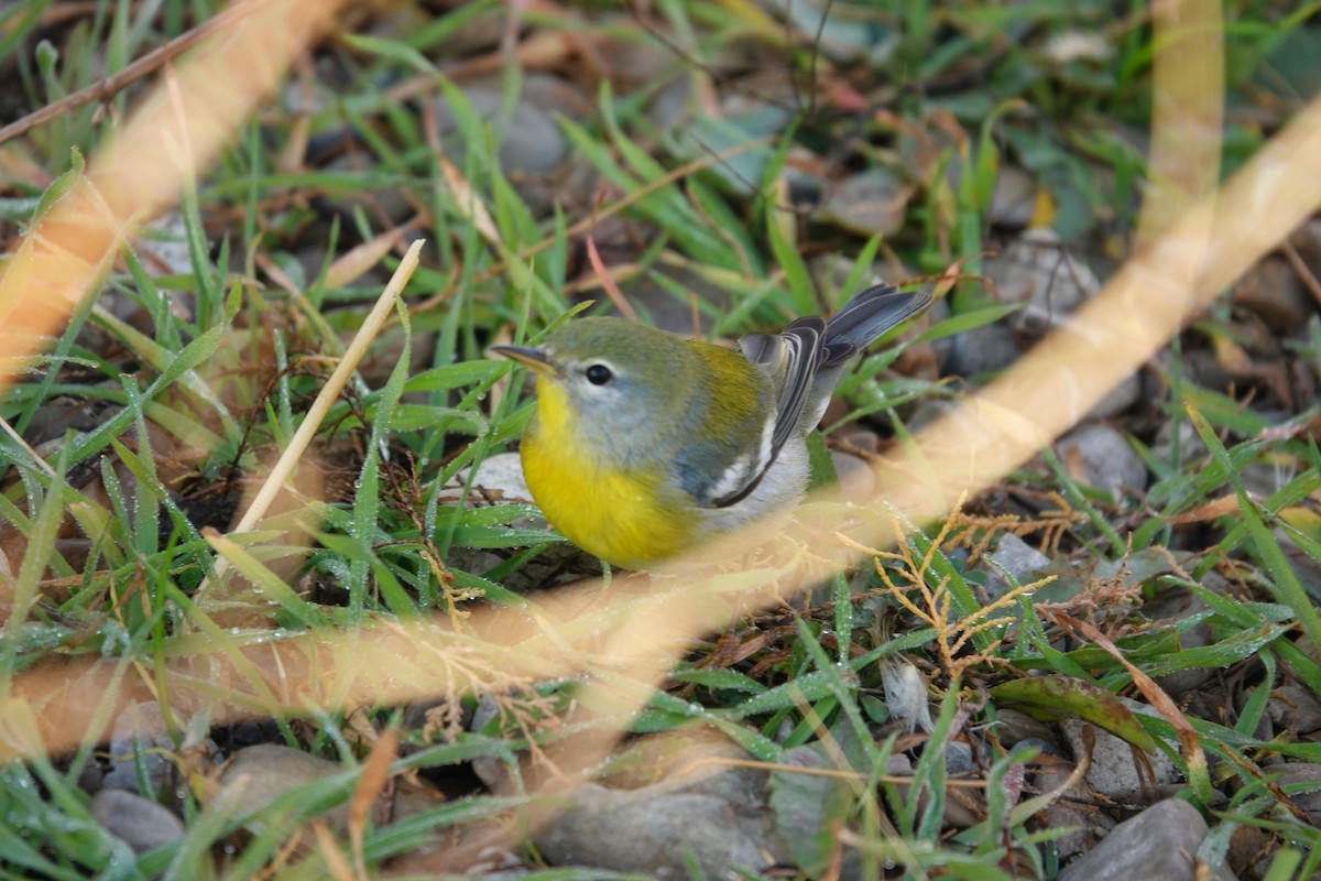 Northern Parula - ML645608655