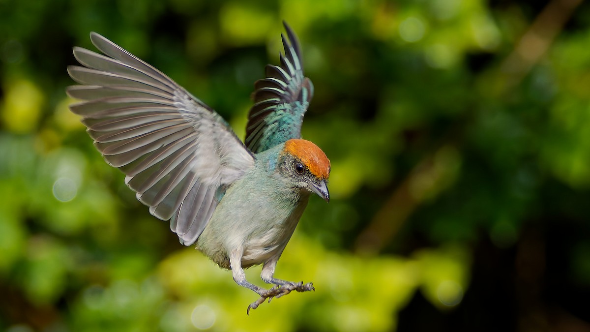 Scrub Tanager - ML645608663