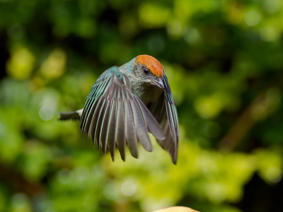 Scrub Tanager - ML645608666