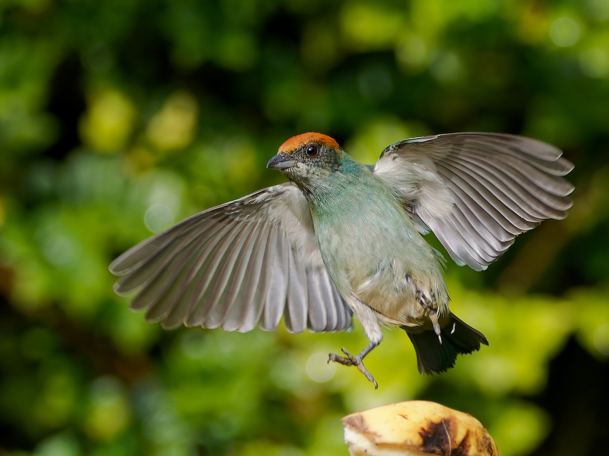 Scrub Tanager - ML645608668