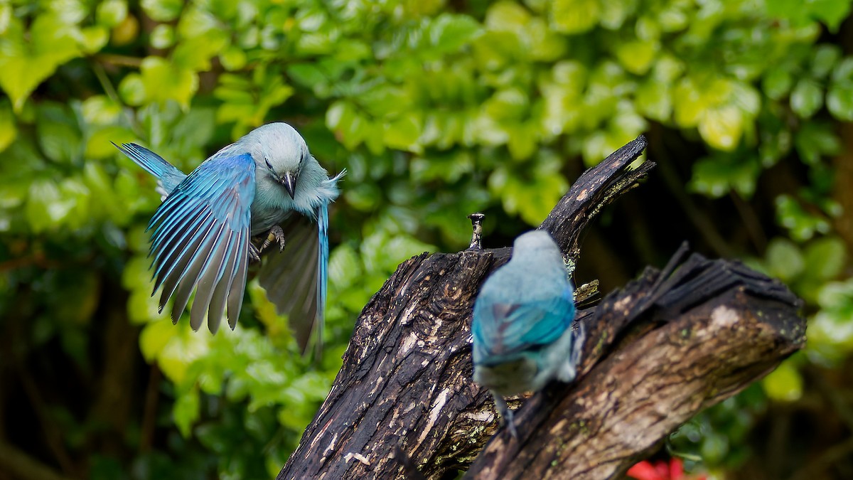 Blue-gray Tanager - ML645608672