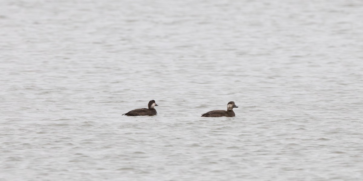 Black Scoter - ML645608674