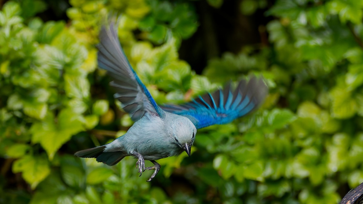 Blue-gray Tanager - ML645608677
