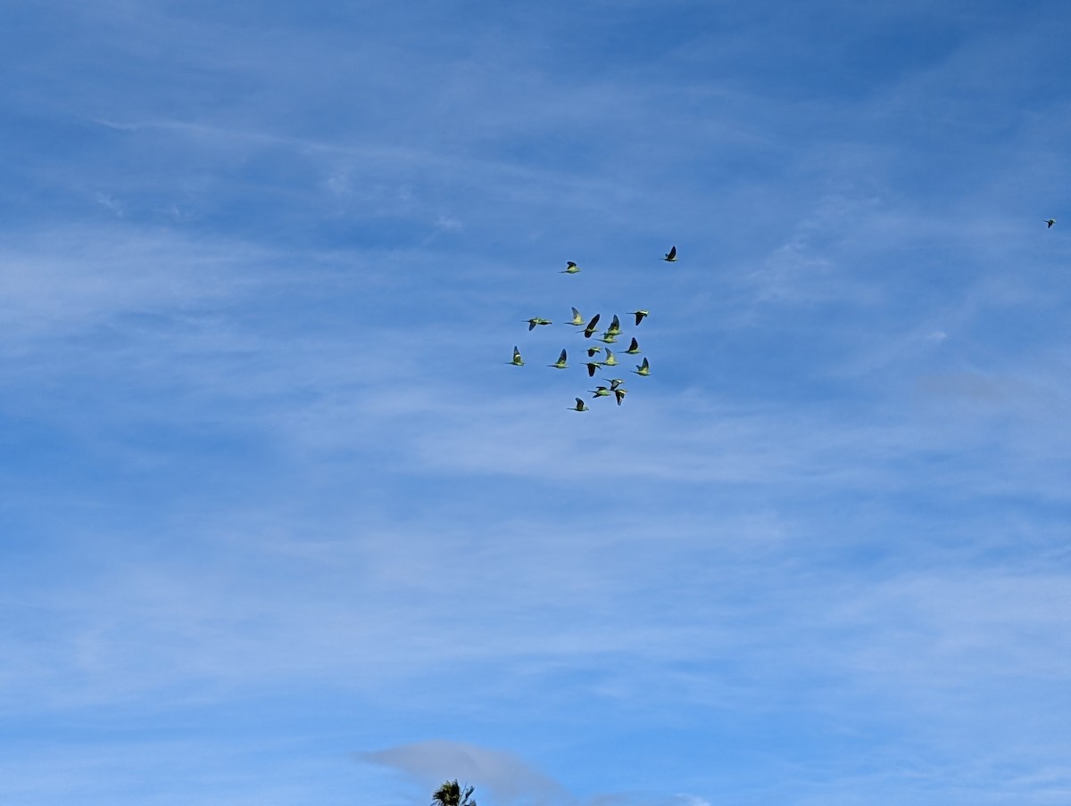 Yellow-chevroned Parakeet - ML645608678