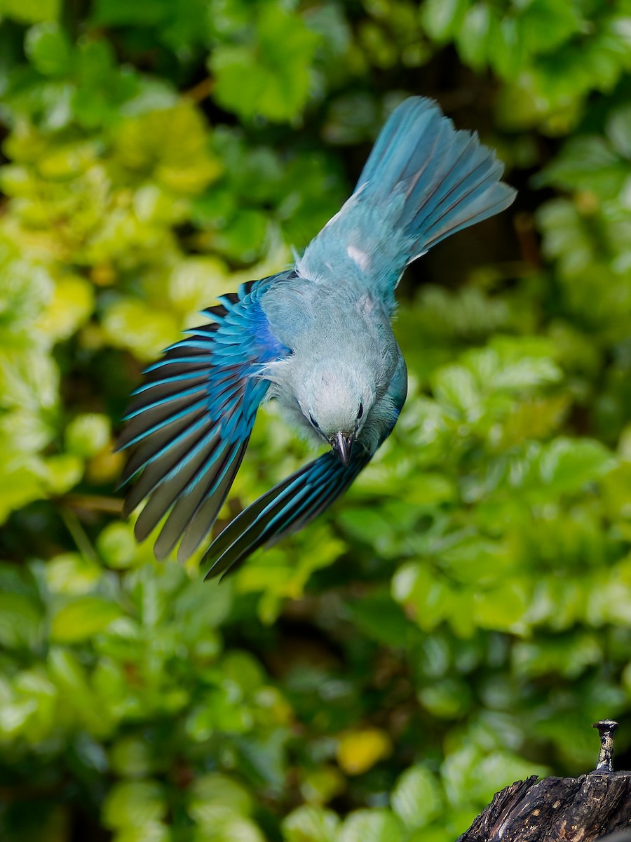Blue-gray Tanager - ML645608679