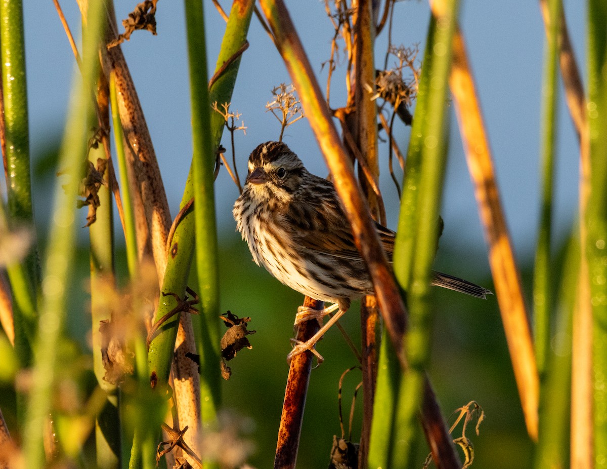 Grasammer - ML645608682