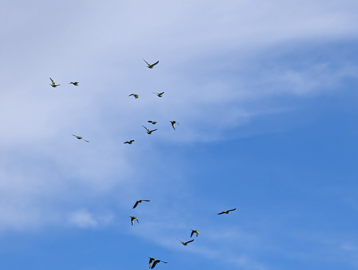 Yellow-chevroned Parakeet - ML645608684