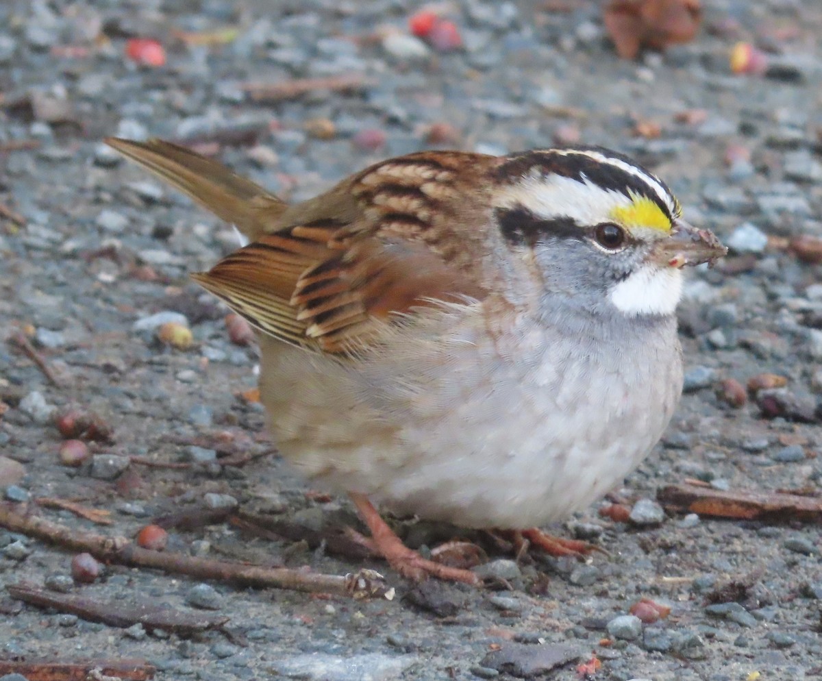 Weißkehlammer - ML645608685