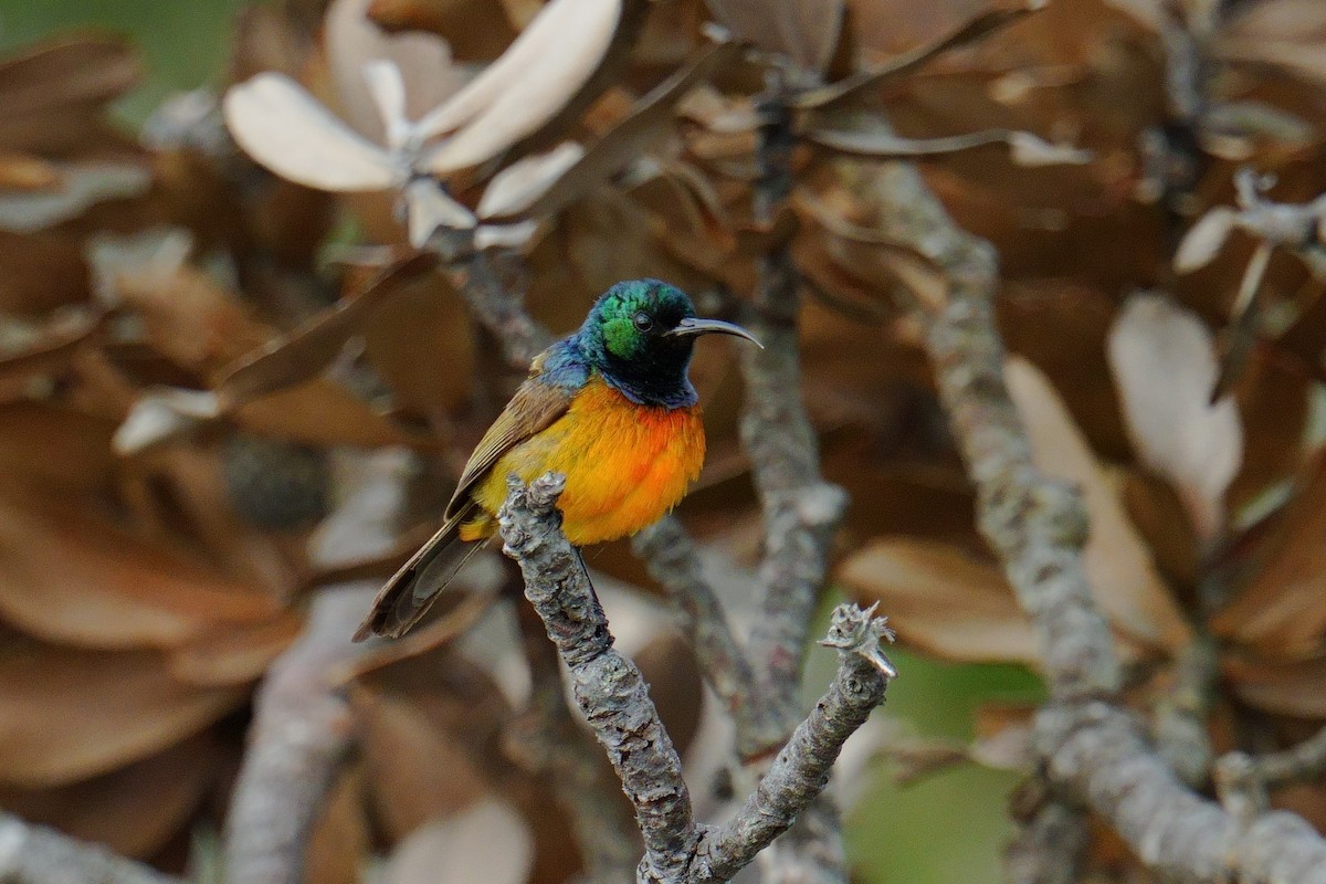 Goldbrust-Nektarvogel - ML645608686