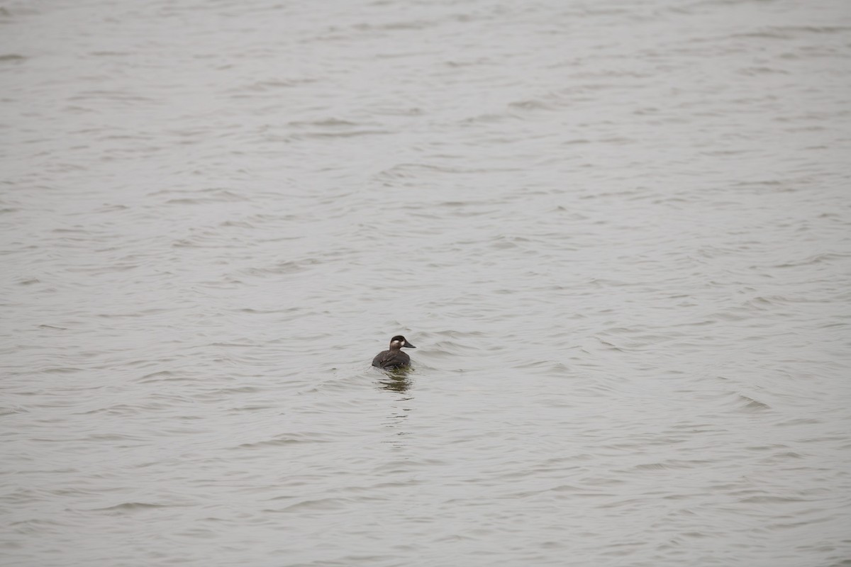 Surf Scoter - ML645608690