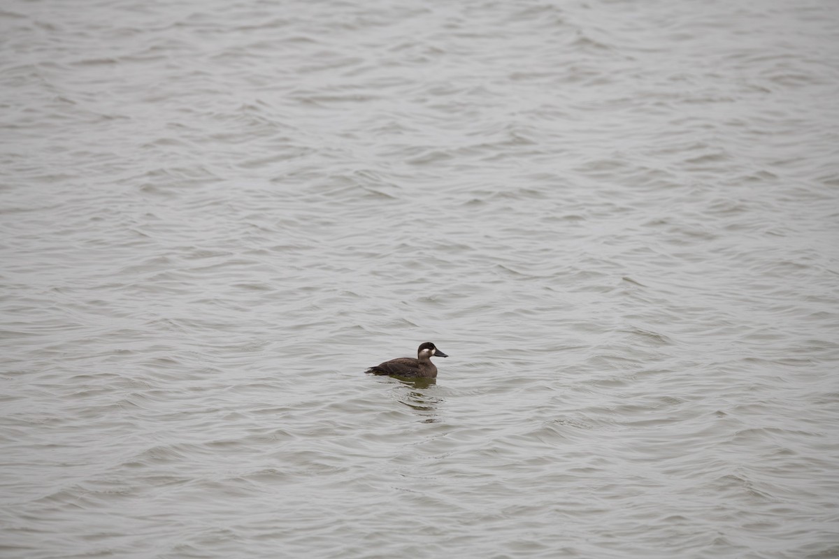 Surf Scoter - ML645608691