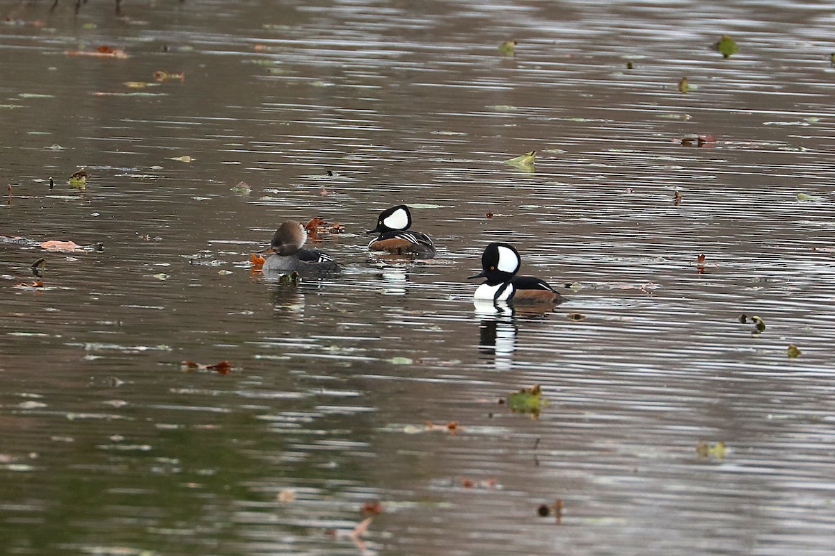 Kappensäger - ML645608692