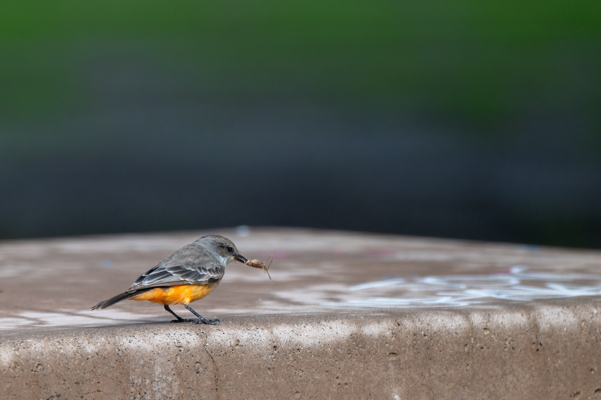 Rubintyrann - ML645608695