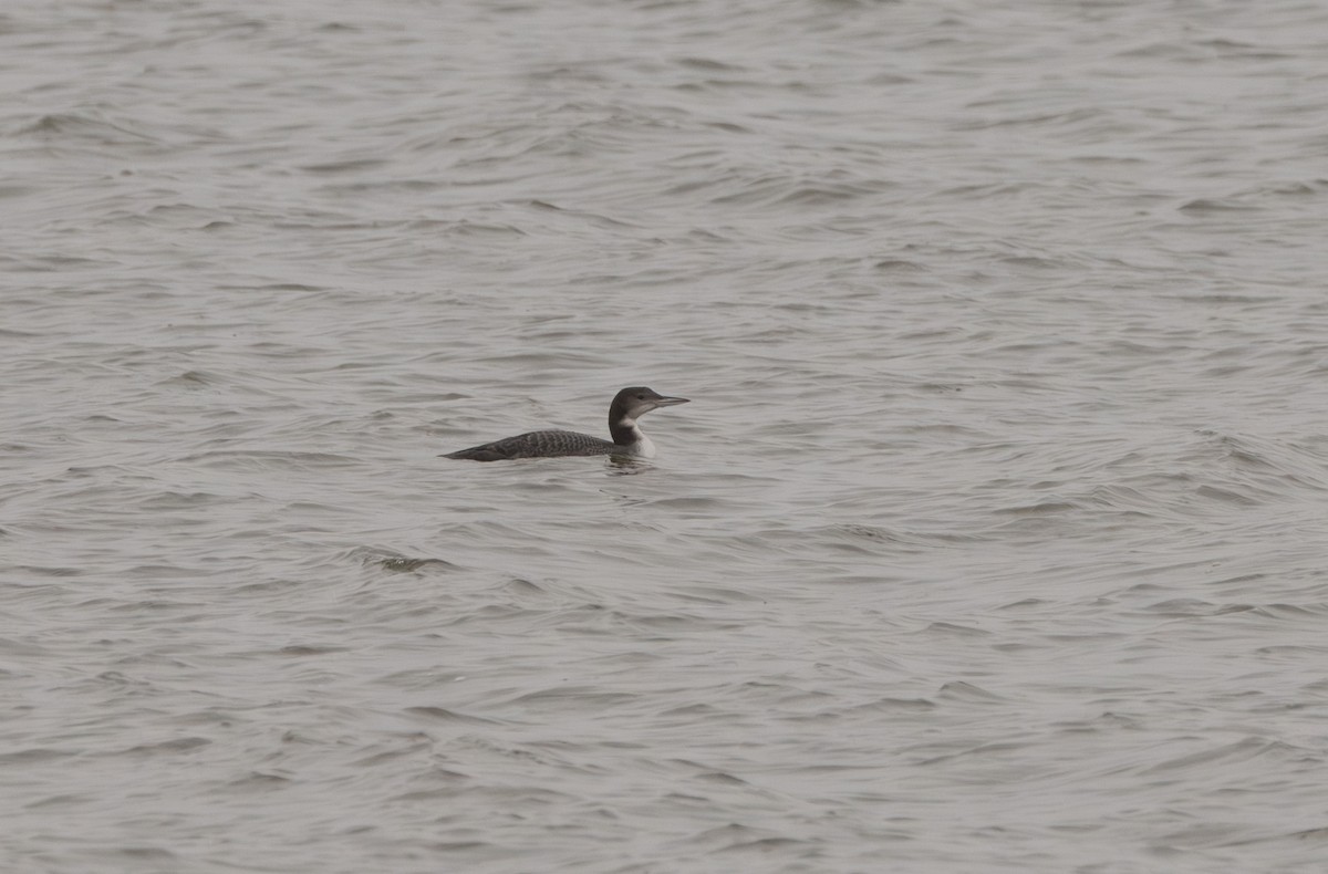 Eistaucher - ML645608696