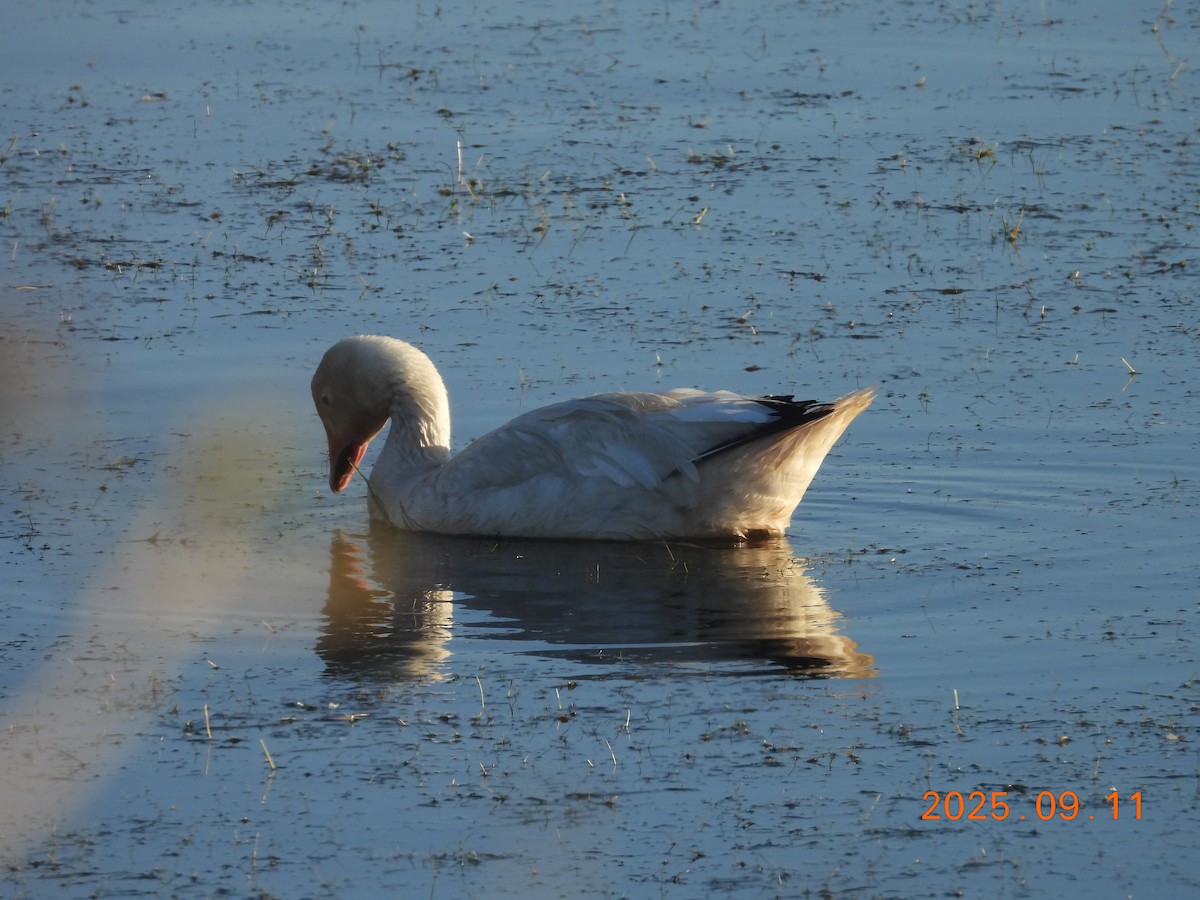 Schneegans - ML645608697