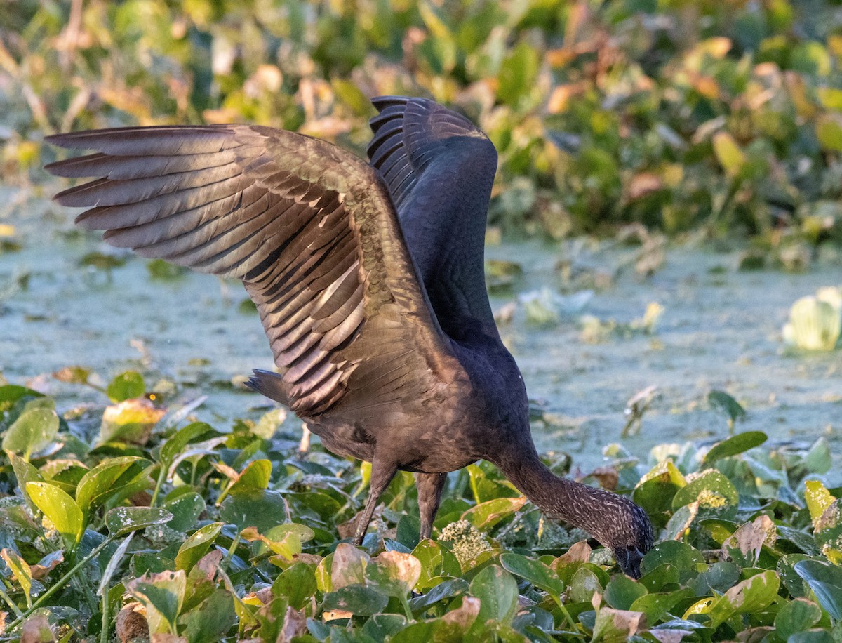 Sichler - ML645608698