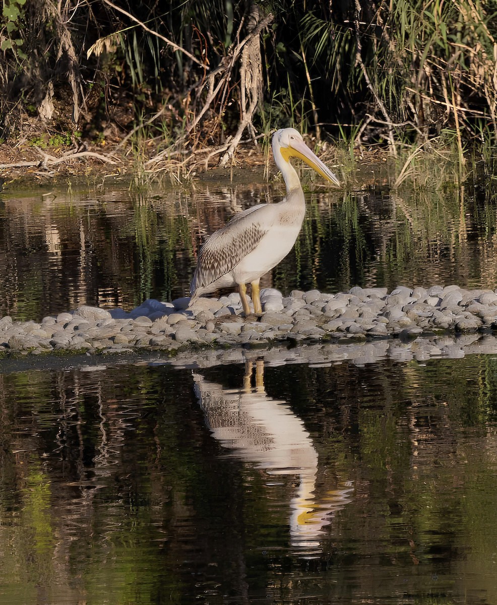 Rosapelikan - ML645608699