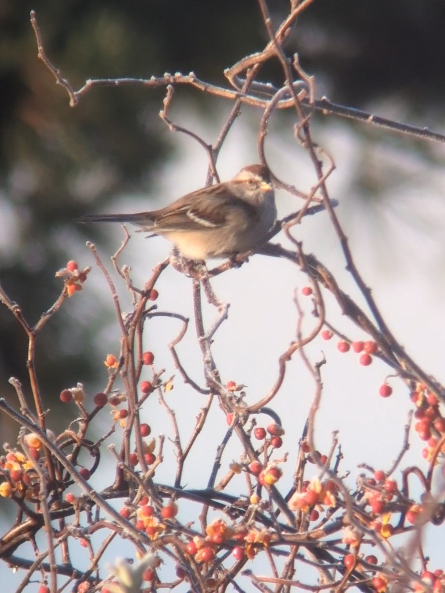 Baumammer - ML645608700