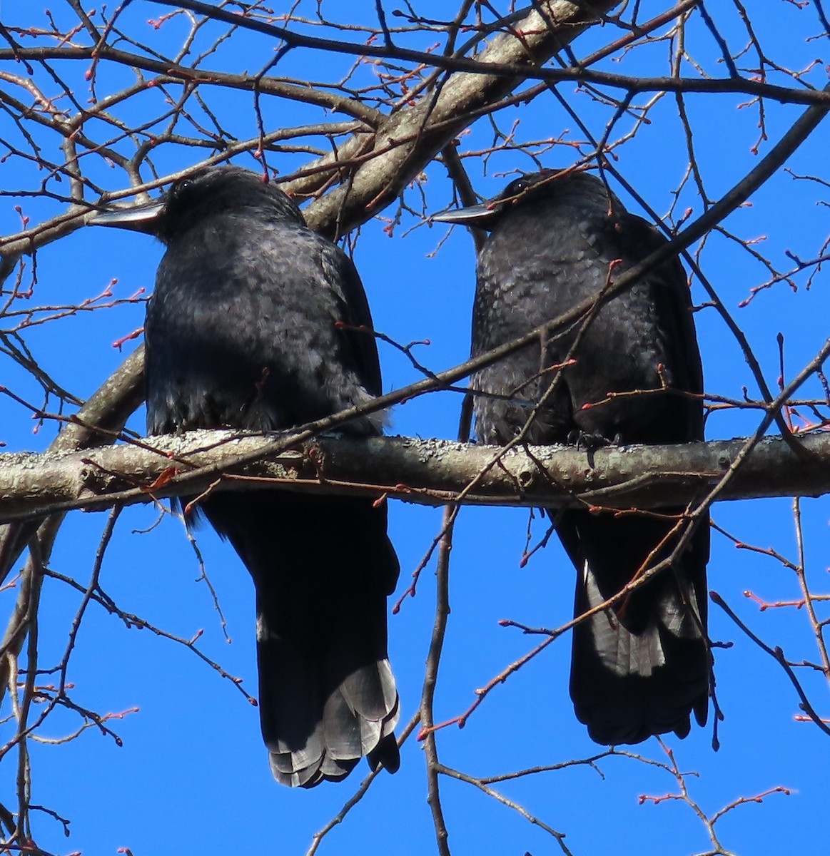 Amerikakrähe - ML645608701