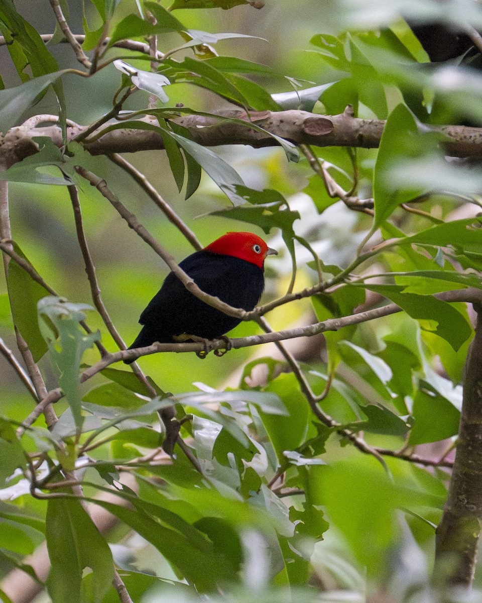 Gelbhosenpipra - ML645608702