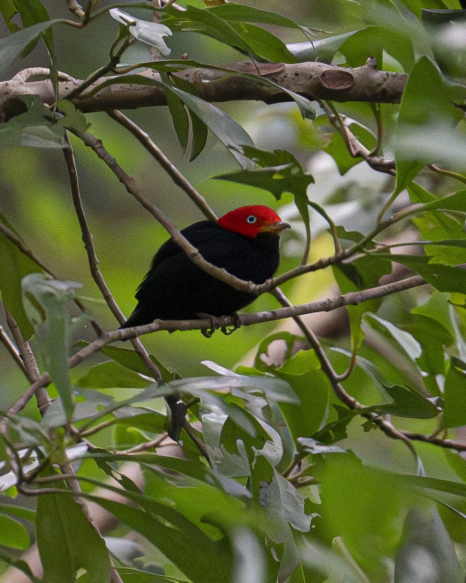 Gelbhosenpipra - ML645608703