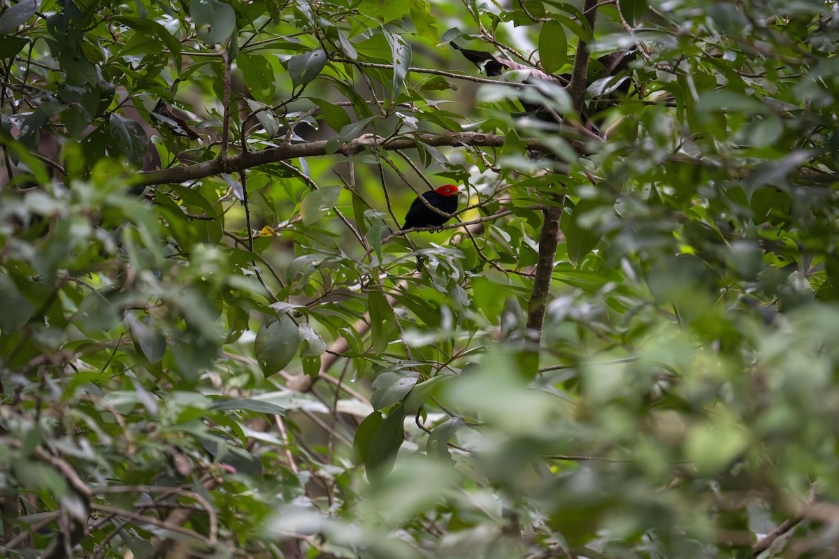 Gelbhosenpipra - ML645608704