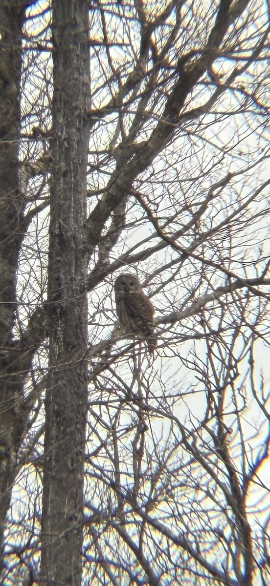 Streifenkauz - ML645608705