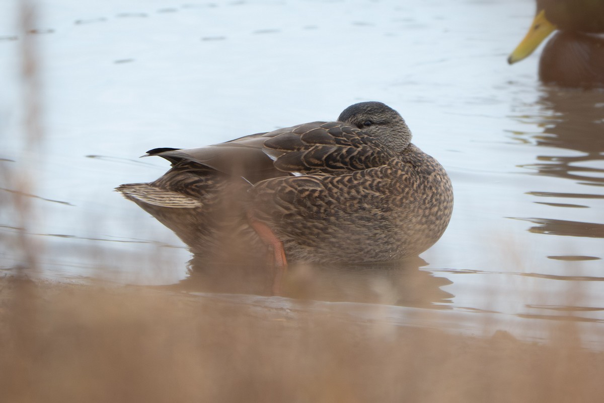 Stock- x Dunkelente (Hybrid) - ML645608706