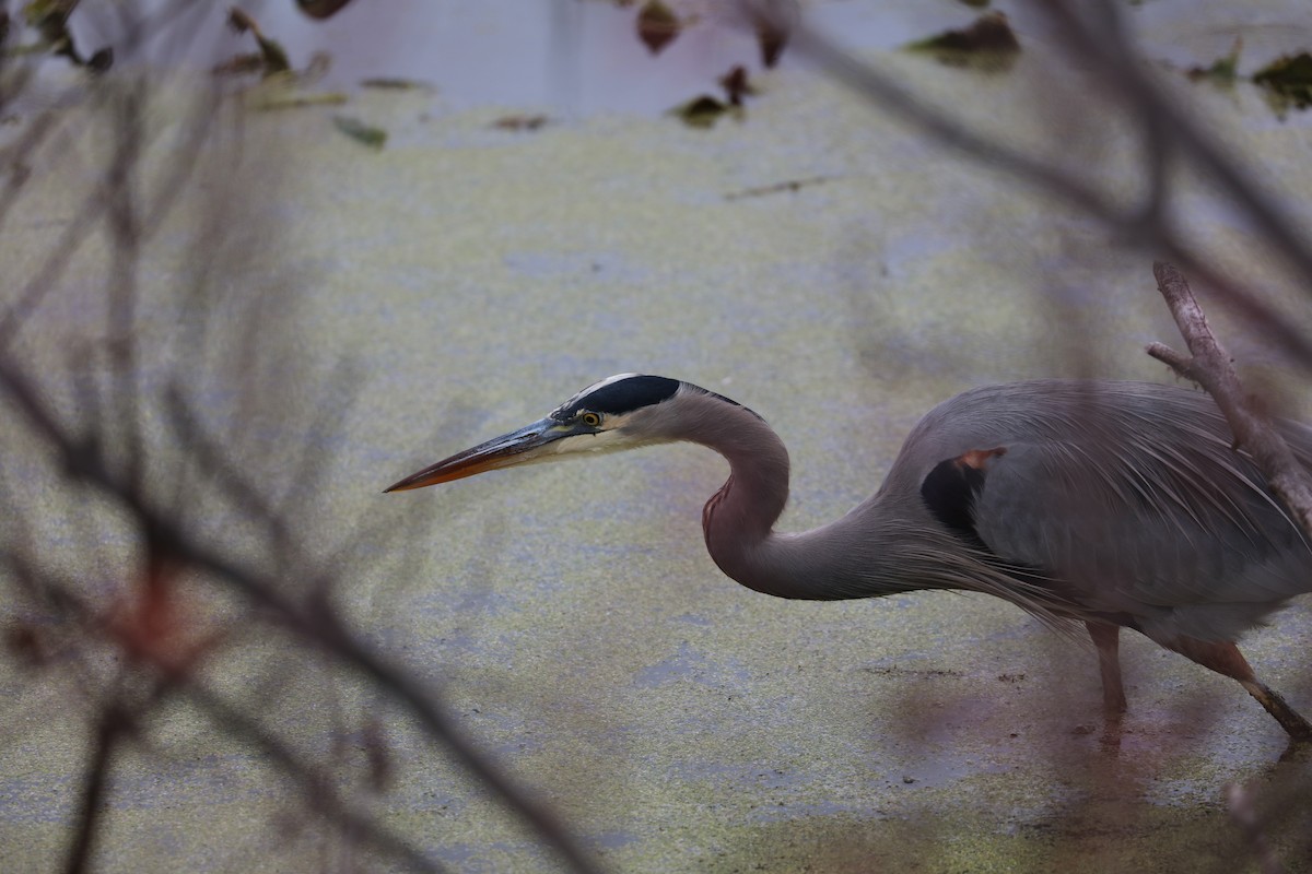 Kanadareiher - ML645608707