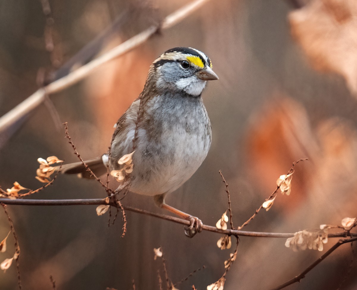 Weißkehlammer - ML645608708