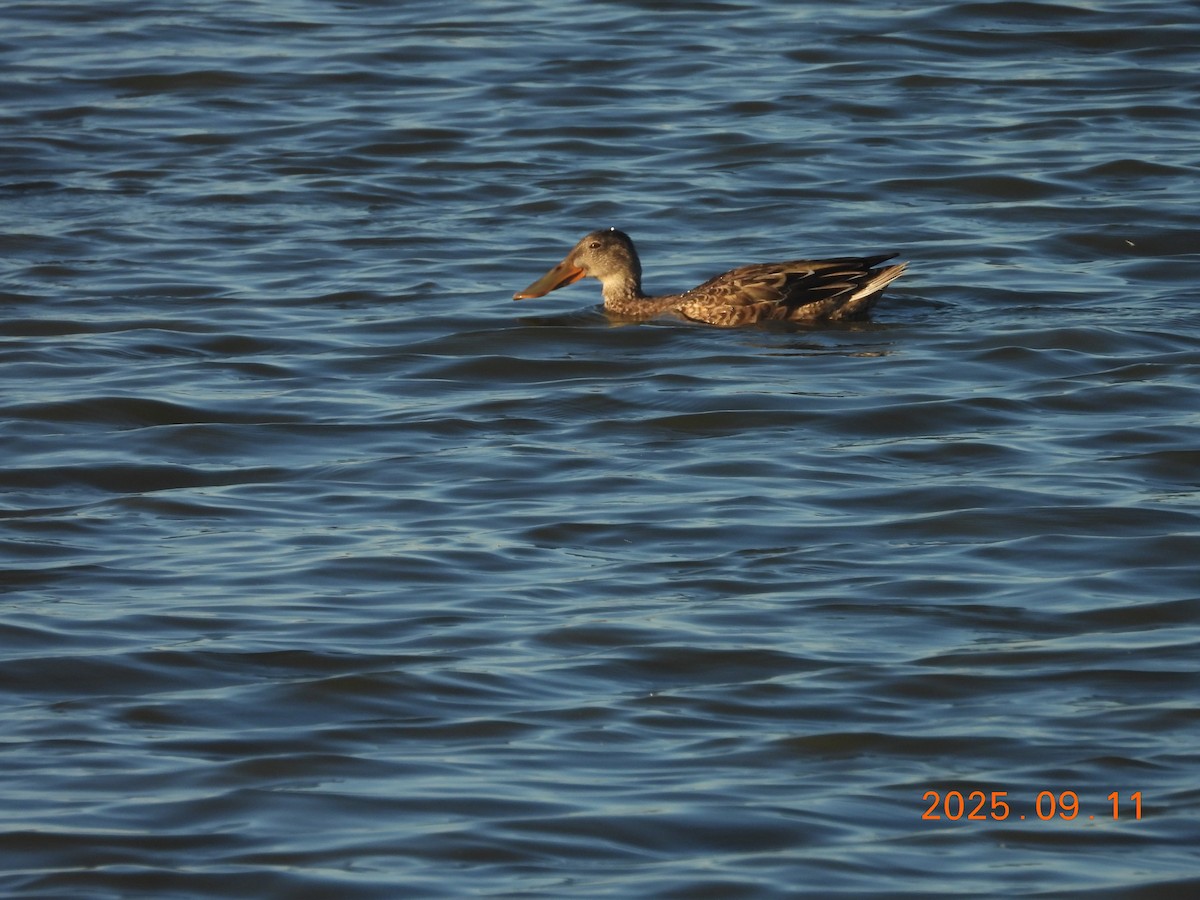 Löffelente - ML645608709