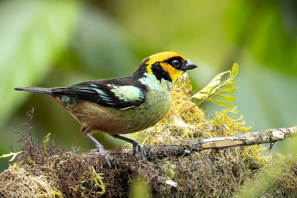 Rotstirntangare - ML645608712