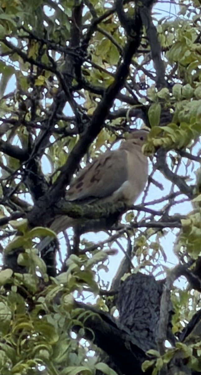 Carolinataube - ML645608713