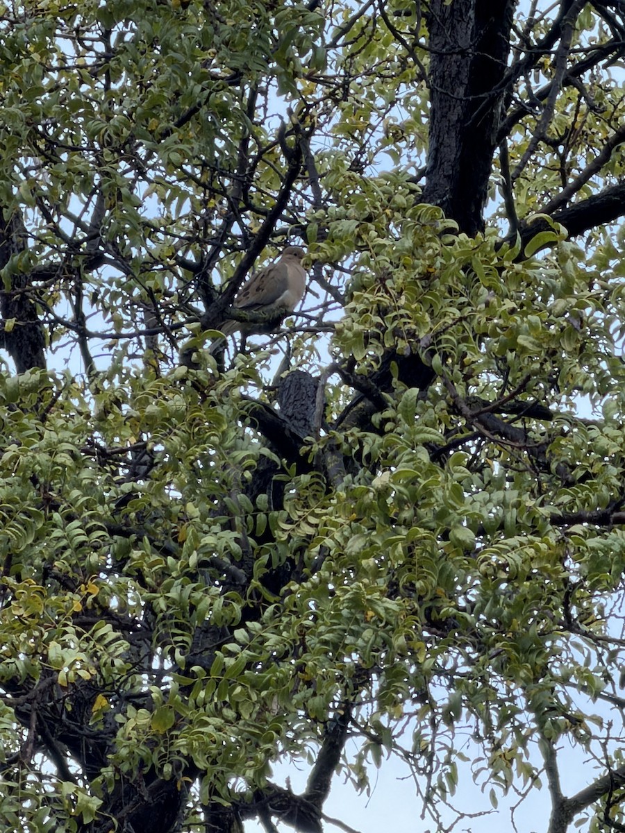 Carolinataube - ML645608714