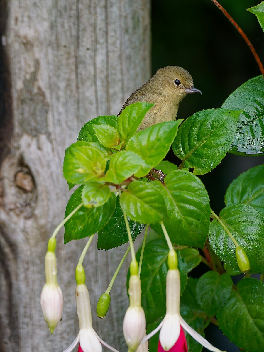Rostbauch-Hakenschnabel - ML645608718