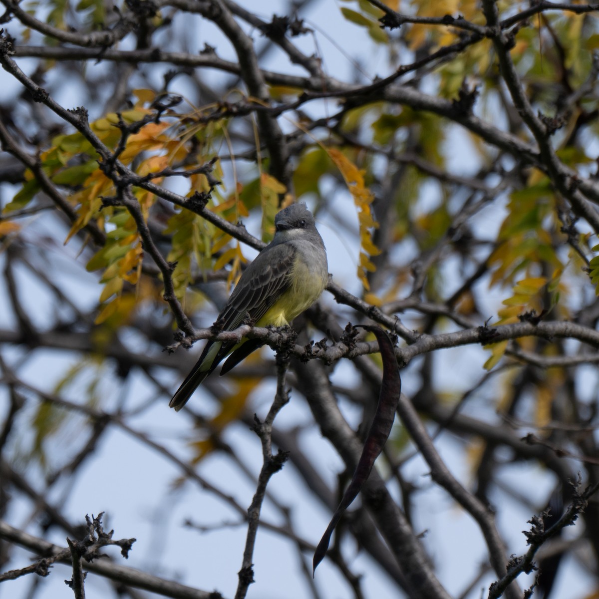 Cassinkönigstyrann - ML645608719