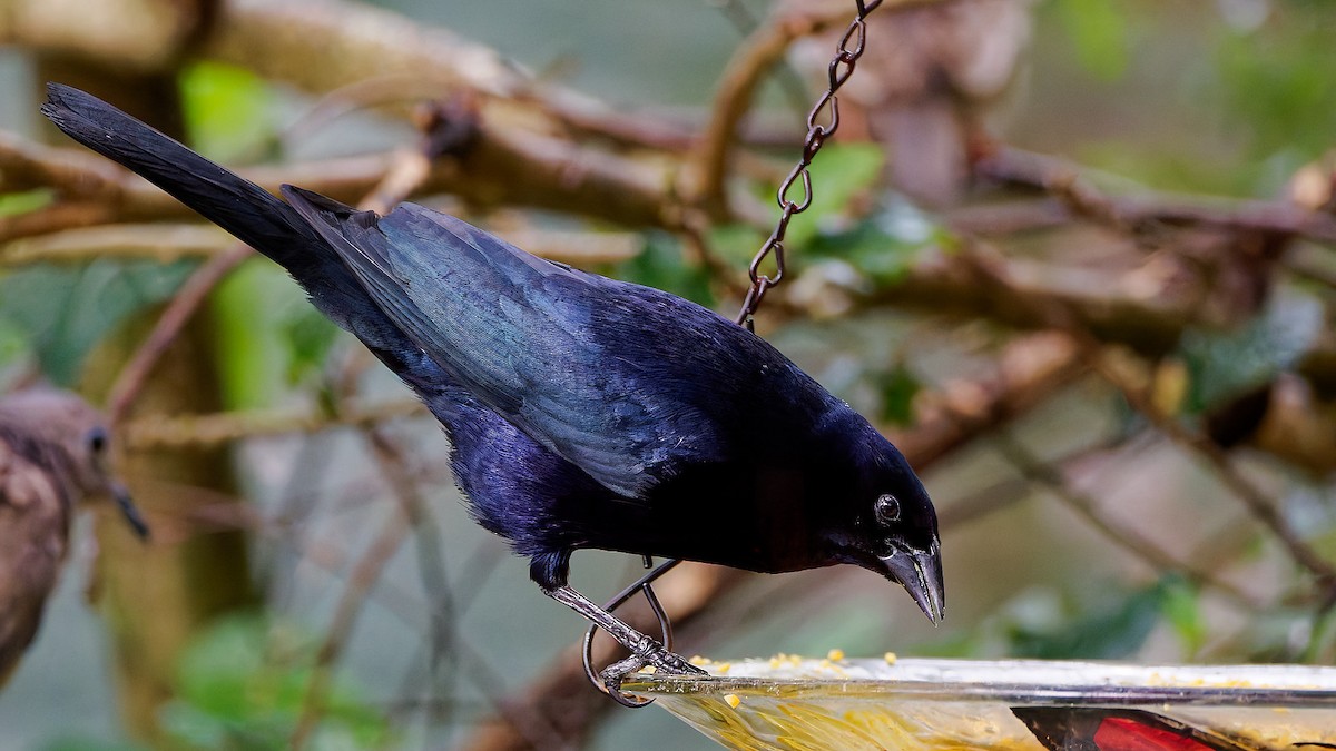 Shiny Cowbird - ML645608735