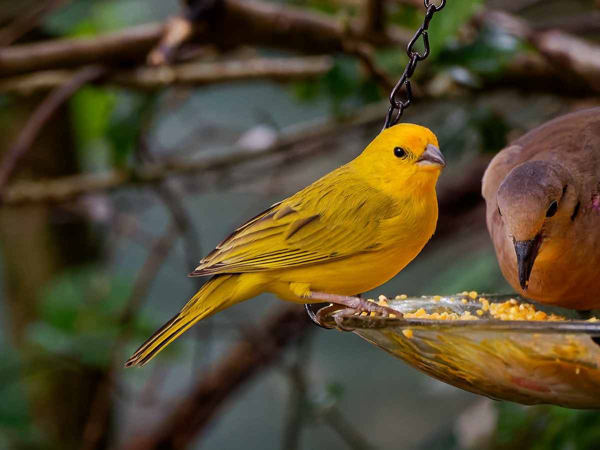 Saffron Finch - ML645608738