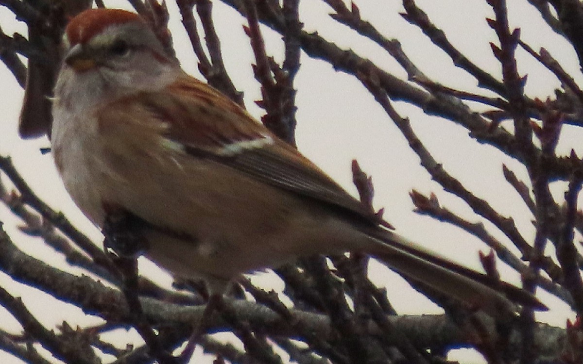 American Tree Sparrow - ML645608748