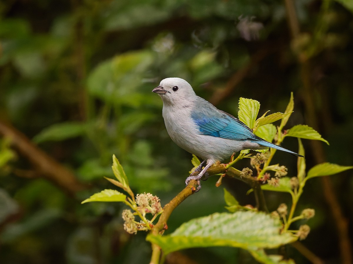 Blue-gray Tanager - ML645608751