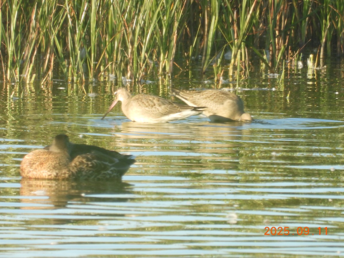 Hudsonian Godwit - ML645608754