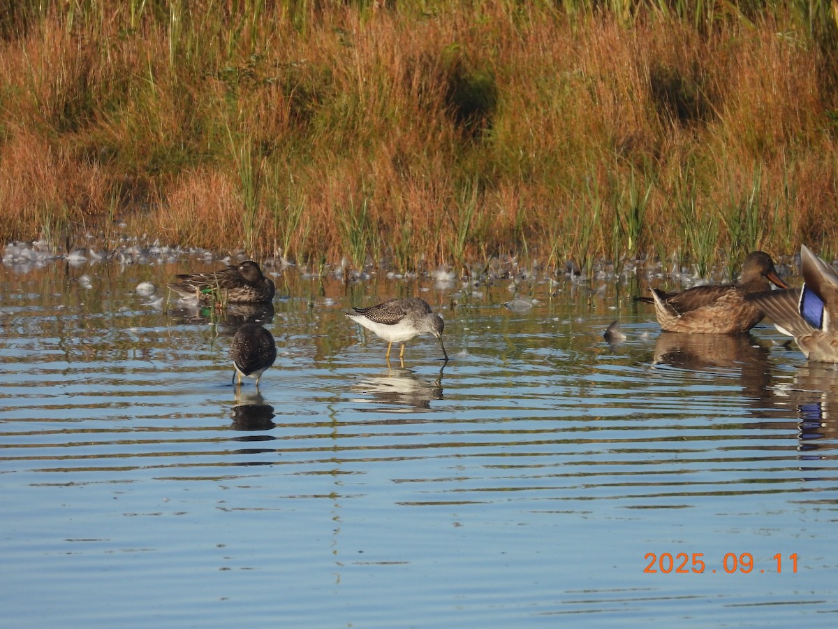 Hudsonian Godwit - ML645608755