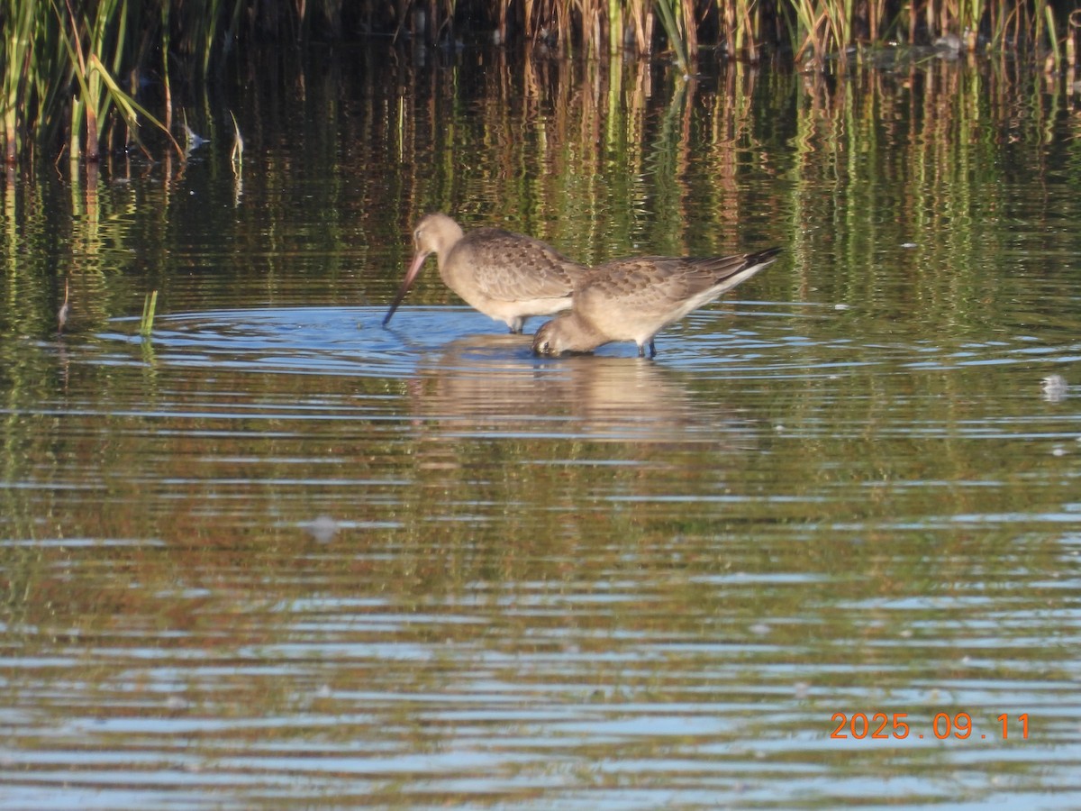 Hudsonian Godwit - ML645608756