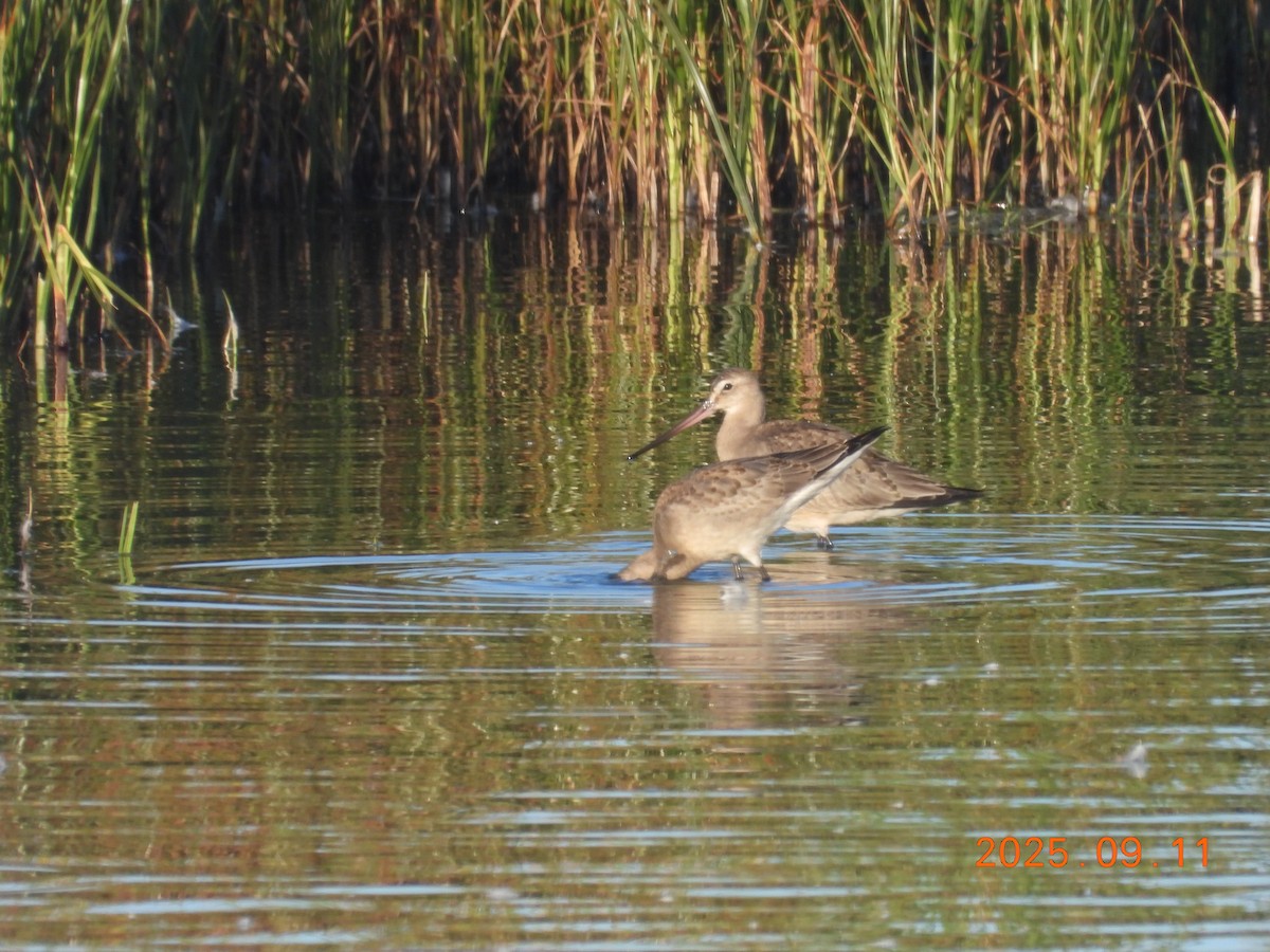 Hudsonian Godwit - ML645608757